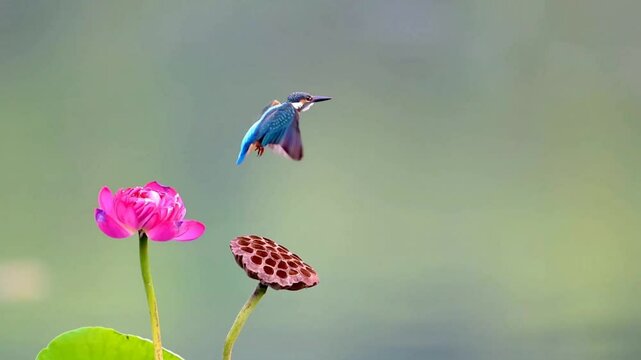 River kingfishers bird hovers in mid-air, wings outstretched and flew away above a pink lotus flower and a brown seed pod. The scene captures a moment of delicate balance and natural beauty.