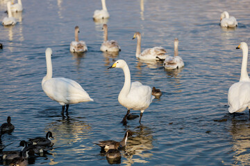 川面に浮かぶ白鳥