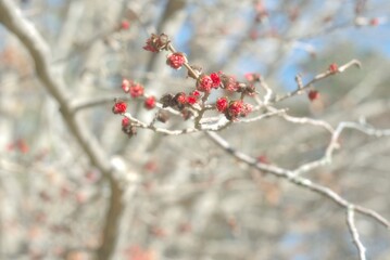 Bright red flowers of the Persian ironwood parrotia persica on a bright sunny day, a harbinger of spring