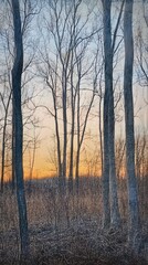 1. A serene landscape of a quiet forest at dawn, light filtering through the trees