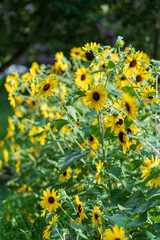 緑陰に映える夏のひまわり畑