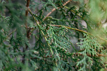 close up of a pine needles 