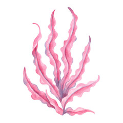 Pink underwater seaweed branch. Watercolor and marker illustration. Hand drawn isolated art. Marine botanical clipart of seaweed. Ocean flora shape. For ecology, travel themed. Kids room design