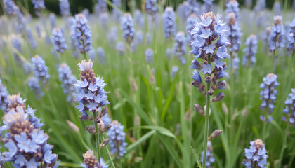 Flax blue flowers field