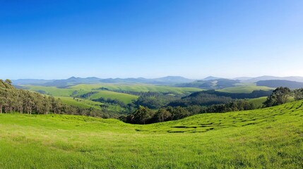 Obraz premium Rolling Green Hills Tea Plantation Landscape
