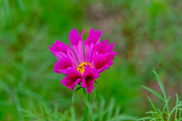 Obraz premium 鮮やかなピンク色のコスモスの花