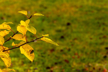 Branch with yellow cherry tree leaves against a blurred green and red foliage background. Vibrant, warm-toned leaves on a sunny autumn day.