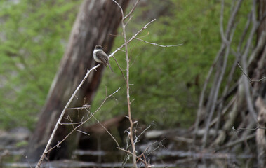 Eastern Phoebe