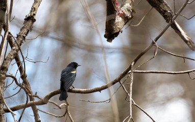 Red Winged Blackbird