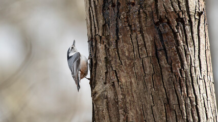 White Breasted Nuthatch