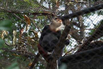 Red-shanked Douc Langur (Pygathrix nemaeus) sits inside Khao Kheow Open Zoo. Body hair is 5 colors,Back, crown, abdomen - gray. Chest, thighs - black. Shins, calves - reddish brown. tail - white. 
