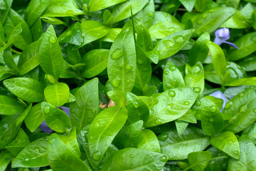 Lush green leaves with water droplets create a refreshing and vibrant atmosphere, perfect for nature-themed projects or wellness concepts.