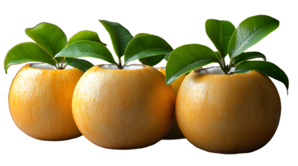 Golden Coconuts with Plants Tropical Still Life Photography, Fresh Spa Image, isolated on transparent background.