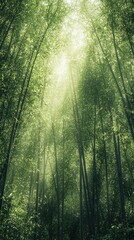 Serene bamboo forest with sunlight digital illustration for ads