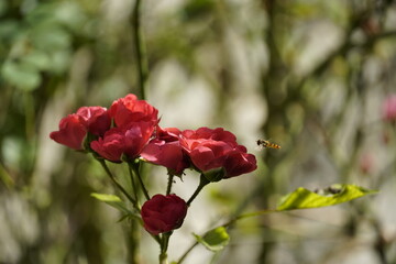 abeille butine une fleur dans la forêt
