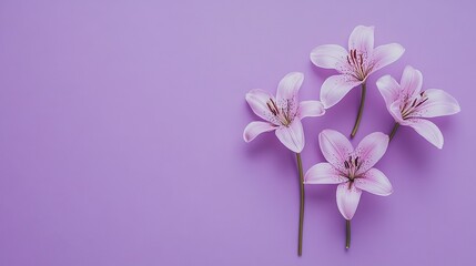 Obraz premium Elegant Lilies in Full Bloom Isolated on a Rich Purple Background: Grace and Beauty in Solitude