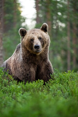 Naklejka premium Big male brown bear sitting in the forest at summer time