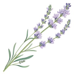 Naklejka premium bunch of lavender on white background 