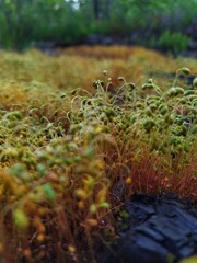 microgreens autumn leaves in the forest