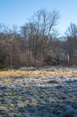 Frozen grass covering a field in front of trees on a sunny winter morning