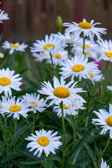 Blooming White Daisies in a Garden