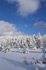 A frosty forest after the storm, Québec, Canada