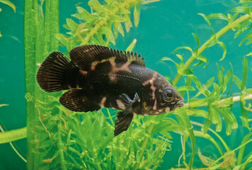 Astronotus crassipinnis