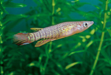 Striped panchax