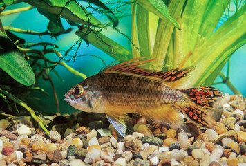 Apistogramma cacatuoides
