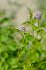 Korean licorice mint flower