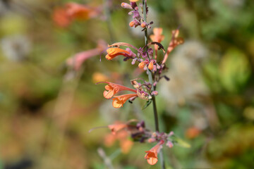 Giant hyssop Apricot Sprite flowers