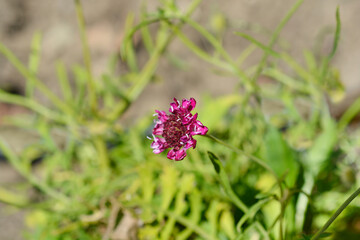 Pincushion flower Beaujolais Bonnets flower
