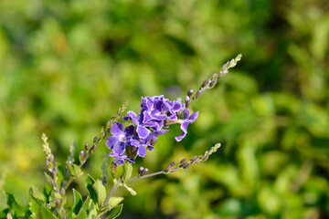 Golden Dewdrop flowers