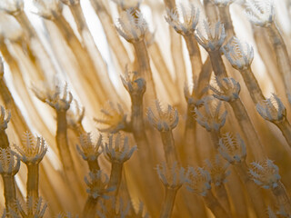 Small coral polyps in the backlight