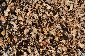 Ground covered with a layer of dry leaves in warm autumn tones