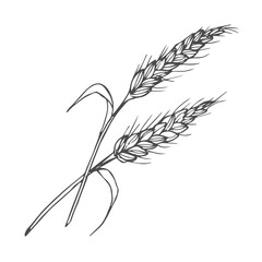 Grains plants and cereal, rye barley and wheat ear spikes. Bakery food concept. Hand drawn sketch vector illustration