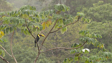 Swainson-Tukan im Nationalpark Corcovado, Costa Rica © marunde.com