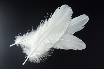Obraz premium Two Pristine White Feathers, Delicately Arranged Against A Stark Black Backdrop.