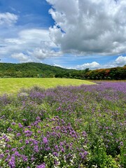 Obraz premium Flower Park in Khao Yai bursts with vibrant colors and fragrant blooms, offering a breathtaking display of nature’s beauty.