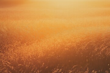 Obraz premium Golden wheat fields under a vibrant sunset, warm orange and pink hues.