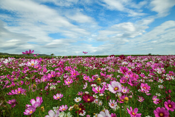 beautiful pink cosmos flowers in the farming area. flower field on winter season at Lop buri,