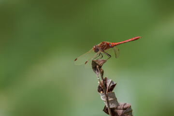 A male Ruddy darter sits on a dry plant perpendicular to the camera lens on a sunny summer day with a green background with copyspace.