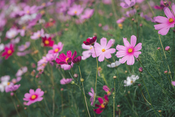 beautiful pink cosmos flowers in the farming area. flower field on winter season at Lop buri,