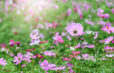 beautiful pink cosmos flowers in the farming area. flower field on winter season with sunlight