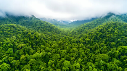 Fototapeta premium Aerial view of lush green mountain valley, misty peaks, rainforest canopy
