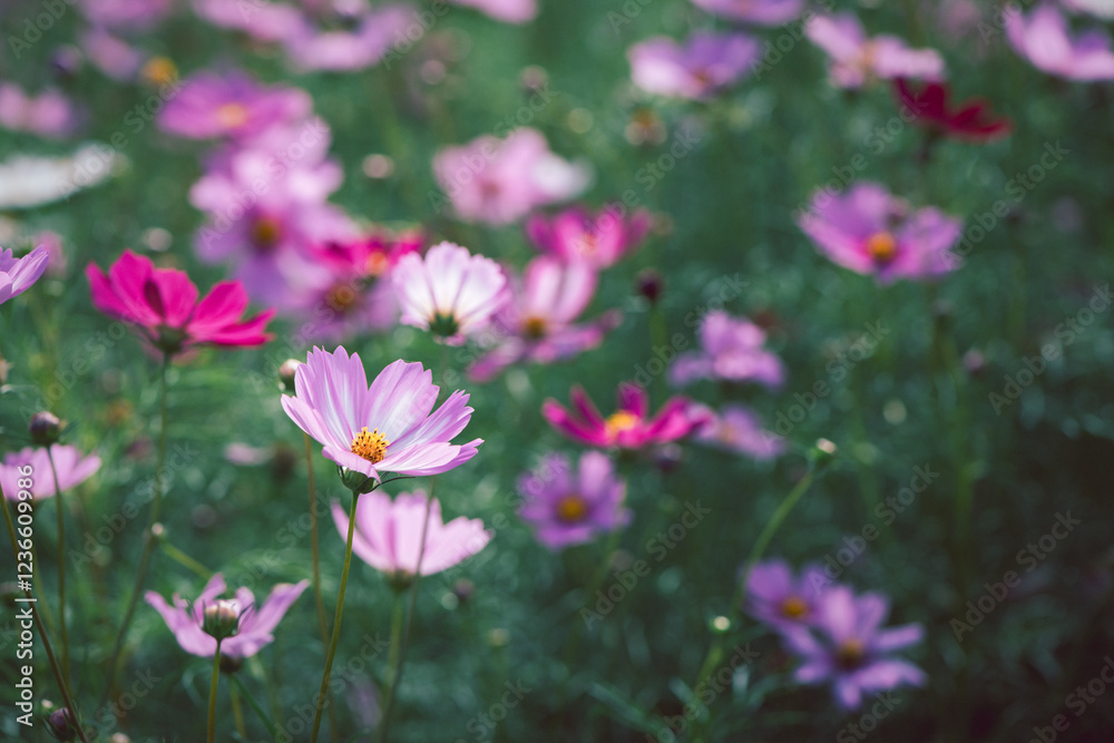 Wall mural beautiful white cosmos flowers in the farming area. flower field