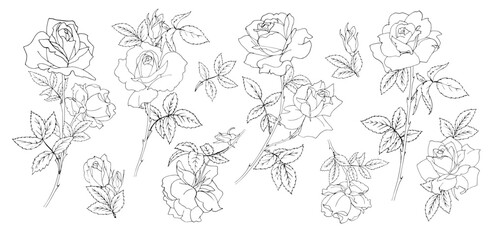 Branches of blooming roses on a white background. Set. Black and white vector illustration.