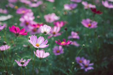 Obraz premium beautiful white cosmos flowers in the farming area. flower field