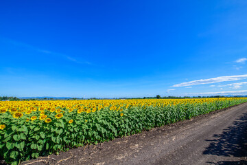 Beautiful sunflower flower blooming in sunflowers field with white cloudy and blue sky.