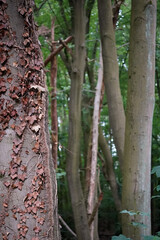 Old and dry Ivy (Hedera helix) in brown colors growing over a leaf tree trunk with green European beech tree (Fagus) forest in the background, North Rhine-Westphalia, Germany